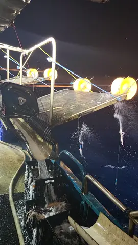 things move a bit quicker when the lights go on  #arrowsquid #squiding #squid #commercialfishing #night #ocean 