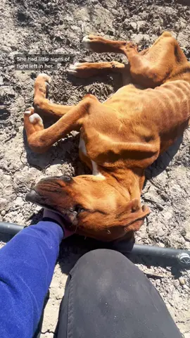 Containment will always be an issue that we fight in Fresno county, if this is not reason enough to contain your dog, I don’t know what else is.  #injureddog #animalprotectionofficer #dogrescue #containment #animalrescue #fyp #fresnohumaneanimalservice #fresnohumaneanimalcontrol #animalcopsfresno #animalcontrol #femaleofficer #emergency  