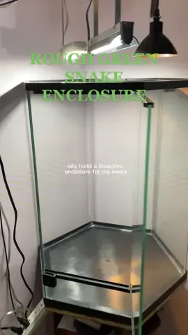 Hi! This is my bioactive terrarium setup for my rough green snake. I did not cover heating and lighting but here it is anyways if you want to know; far right, heat lamp; middle, uvb; far left, plant grow light. The current terrarium is a 20g. The snake, Linguine, is a juvenile and will eventually be upgraded majorly to a 110g fully planted and vertical terrarium. Right now there are pepperoni, pathos, bromeliad plants in there. He is my first reptile and first snake. Rough green snakes are a secluded type of snakes and don’t like to be handled; he feeds on a variety of bugs. His most trivial thing right now is to flip a magnetic shelf and have me put it back just so he can flip it on it’s side again (dumb@s) 😂#reptile #reptilesoftiktok #snakesoftiktok #snake #bioactiveterrarium #bioactiveenclosure 