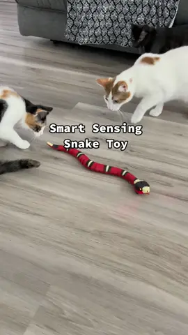 Their new favorite toy! Thank you @pawgalore_store #catsoftiktok #cats #catlover #calico #kittens #fosterkittens #animals #animalsoftiktok #funnyvideos 