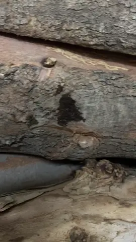 #explor #تراثيات #الخليل_فلسطين #foryou #جدة 