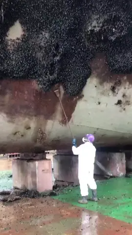 Cleaning Hull from Marine Growth