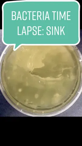 This is what it looks like when trillions of bacteria are competing for the same spot. #bacteria #sciencetok #timelapse #fyp 