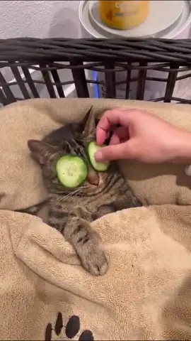 Kitty Spa #spadayathome #spaday #spadayvibes #catspa #calmcat #catasmr #catasmrvideo #relaxcat #cutestcats #kittyspa #cutetiktok #foryoupage #fyp