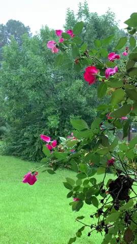 #الشريم_السديس #قران_كريم_ارح_سمعك_وقلبك❤️🌿 #مناظر_طبيعية_خلابة_ساحرة_رائعة 