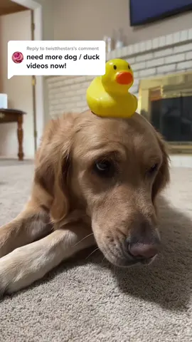 Replying to @twistthestars say no more 🥹 #rubberduck #doggiesoftiktok #dogsoftiktok #goldenretriever #rubberducky #goldensoftiktok #ducky #dogtoker #dogmom #dogmomlife #dogs   