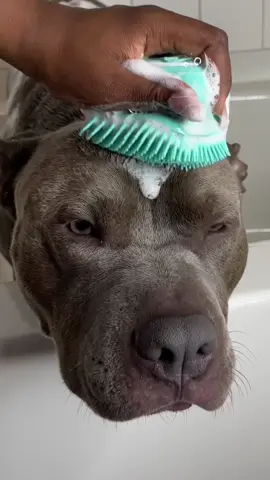 decrease shedding and dog odor with this dog bath time routine  #fyp #foryoupage #asmr #asmrsounds #satisfying #aesthetic #dogbath #doggrooming #grooming #doglover #dogsoftiktok #viral 