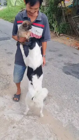 Chó mẹ không có sức khỏe cho chó con bú nên phải tách bầy con ra cho bớt , để chó mẹ khỏe hơn mà chó mẹ theo đòi con lại nhìn đức ruột  ... Tình mẫu tử 🥰😍🐕 (2023 )