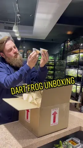 Unboxing Dart Frogs #everevolvingexotics #reptileshop #tucson #arizona #dartfrogs #livingvivarium #bioactive #poisondartfrog #terribilis #tinctorius #leucomelas #dendrobates #frogtok #unboxingvideo 