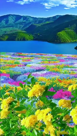 #flowers #naturebeauty #naturescenery #nicescenery #naturelover #beautifullview #fantasy #stunning #spectacular #satisfying  #amazingview #videobackground #livewallpaper #foryou #fypviral #fyptiktokpage #goviraltiktok 