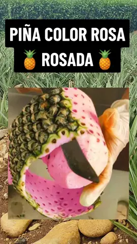 Piña color rosa piña rosada  #agronomia #campo #agricultura #HUERTA ##cultivos #plantas #piña 