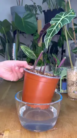 Calathea Roseopicta🌿 #plantsoftiktok #planttiktok #calmingvideos #bottomwatering #bottomwater #bottomwateringplants #bottomwateringtimelapse #timelapseart #plantcare 