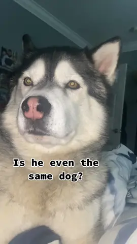 The puppy stage isn’t long enough. #puppystage #timesathief #NextLevelDish 