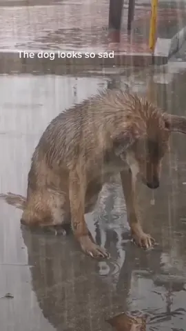 stay strong heart😭💔🥀#thucung #cuncung #chó_cưng #cutevideo #sad#sadvideo #saddog #pooranimal #poordog#petsocute #mypetsocute #dogsoftiktok #buôn 