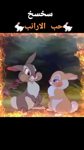 الحب الاقوى فى العالم حب الارانب