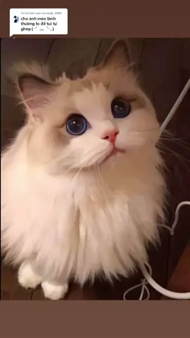 Trả lời @emlly_0805 mèo không Toca của bạn đây#meolienquan #xhuong #lienquanmobile_garena #fyp #xuhuong2023tiktok❤️🌈✔️ #lienquan 