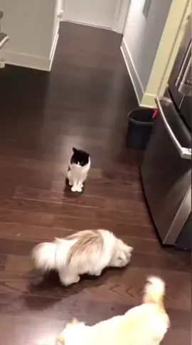 Cat mask prank #catmask #catmaskprank #scaredcat 