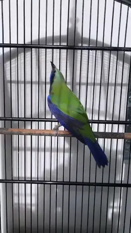 BURUNG SULTAN CUNGKOK#gacor #burung 