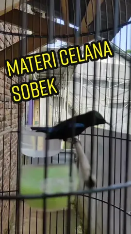 Konin gacor materi celana sobek ( tepus dada putih /snipper ). #koningacor #konin #kolibrininja #kolibri #colibri #fyp #masterankonin #kolibrininjaindonesia #kolibrininjanusantara #koningacorfullisian #sawadikap #sawadikap #studiokonin #koningacorngobra 