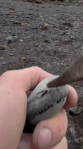We found this perfect ammonite fossil following a really rough sea! 🌊☔️ we could see the ammonite keel sticking out the edge of the rock, making it clear that a Jurassic fossil was hidden within 🏝🦖 If you’d like an ammonite rock to crack open, please message us directly @yorkshire.fossils or Visit our website Yorkshirefossils.NET (link in bio) For more videos, check out our YouTube channel Yorkshire Fossils 🏝 Thanks for supporting our page! 🐊 #natural #nature #fossil #fyp #fossils #ancient #animals #art #ammonite #ammonites #dinosaur #scientist  #minerals #paleontology #whitby #geologist #dorset #geology #charmouth #jurassic #yorkshire 