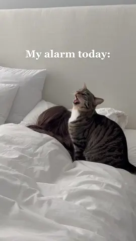 Nothing like waking up to this on a Saturday 🥲 #catsoftiktok 