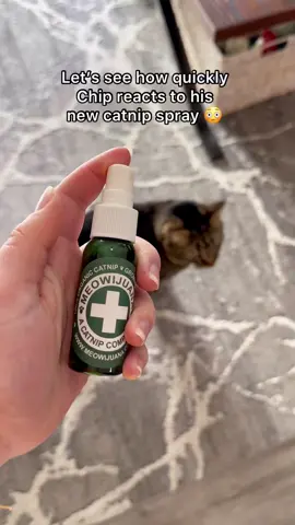 Chip on catnip 😹 #catnip #catsoncatnip #meowjuana #meowjuanacat #catnipspray