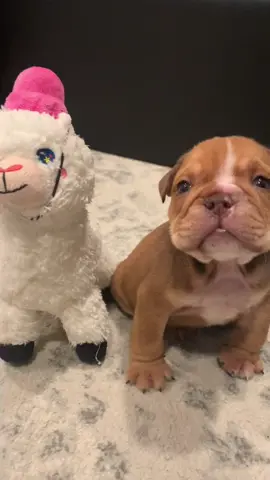 1 month with our sweet boy Strike. So tiny, so cute, so lovable. Sweetest little baby. @capitalbulldogs #puppy #momlife #enghlishbulldog #bulldog #dogsoftiktok #doglover #viral #smallpuppy #puppywhine #viraldog #mochaandstrike #cutedog #cutenessoverloaded  #cuteanimals #smalldog #cutestbaby 