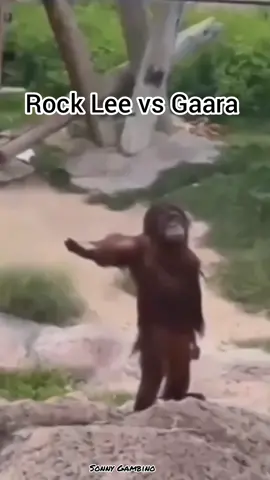 Rock Lee MonkEE #rocklee #naruto #monke #monkey #orangutan #rockleevsgaara #meme #sonny.gambino_#sonnygambino #rockleemonkee #anime 
