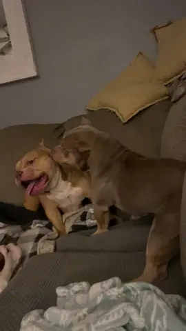 #nepabullies #americanbullys #americanbullies #americanbulliespa #americanbulliesoftiktok❤🐾 #americanbullyofficial #americanbullylover #americanbully_oficial #americanbullylover❤️ #americanbulldog #americanbulldogpuppyplay #pabullies #americanbulldogsoftiktok 