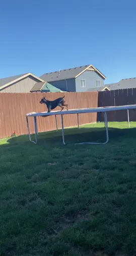 He’s a nosy neighbor🤣🤣#dober#dobermanr#humoro#tiktokhumory#Funnyvideoscomedymo#chismosopu#dogd#puppy#doglife🐾
