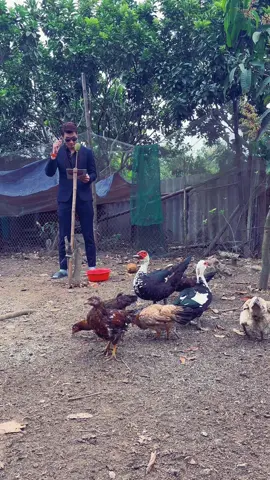 Hội nghị triển khai công tác gia súc gia cầm quý 1 #havietdung 