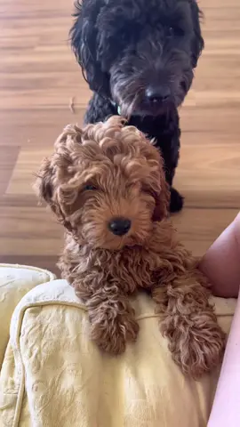 Big dog trains little dog. #cavoodle #minigroodle #puppy #dog 