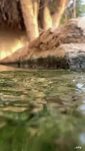 شفت الوفى ياعيد مات النخل وياك ضاع الوفى في الناس الا النخل وافي خلٍ تظنّه زين خلّه على يمناك تصوير احمد الزحافي 🌴🌴🌴📸 #الاحساء_الهفوف_الشرقيه #اكسبلورexplore #اكسبلور_الاحساء #النخيل #تصرير #قطرالسعوديةالاماراتالبحرينعمان_الكويت  ##تصويري_احترافي_الاجواء👌🏻🕊😴 