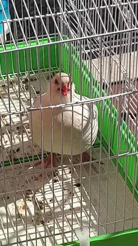 #chukarchukar12 #chukarpartridge #chukarhunting #chukarmeremanko #chukar #birdsound #foryou 