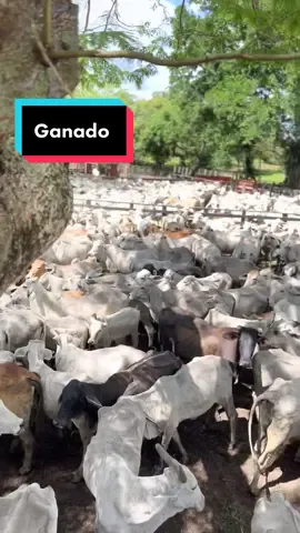 Me ayudan a contar el ganado que hay en los corrales del Hato San Felipe 😍 🎥: @Roberto Valenzuela  #ganaderia #ganado #fedegan  #ganaderiacolombiana 
