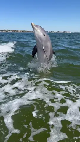 Leap for joy 🤩  What species of dolphins are these?! 🐳Book now using link in bio🎉 #whalewatching #dolphins #tail #surf #breach #jump #fly #low #news #media #wildlife #montereycalifornia #coast #cali #sun #fun