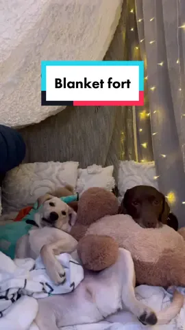 The cosiest fort 🥰