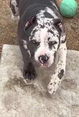 Pretty Girl “Blue”#xlbully #xlbullies #xlmerlebully #xlmerle #xlmerlenation #xlmerlepups #americanbullyofficial #americanbullylover 