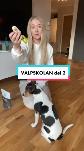 VALPSKOLAN del 2 av 9 #valpskolantiktok #hundträning #klicker 