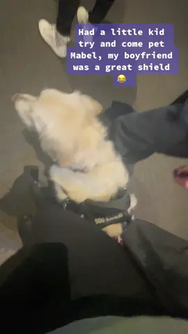 Shout out to my boyfriend 🤣💜 #servicedog #servicedogs #servicebearmabel #servicedoglife #servicedogteam #servicedogsoftiktok #servicedoghandlerlife #servicedoghandler 