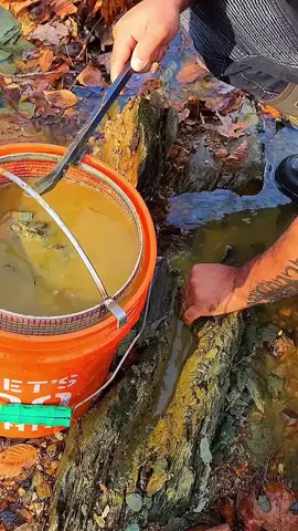 Bedrock Crevicing for Gold #bedrockminecraft #bedrock #goldprospecting #asmr #asmrvideo #asmroutdoors #goldfever #oro 