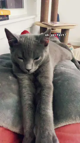 My Russian blue dusty bubby 🥺💖#russianblue #cat #catsoftiktok #aipainting #ai