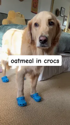 He’s definitely gonna 💩 in my shoes tonight #dogpaw #crocs4life #goldenretrieverlife 
