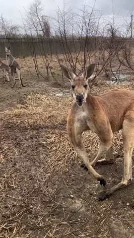 Not him flexin 🤣 #animalsvideos #tiktokanimals #kangaroovideo #fypシ #foryou 