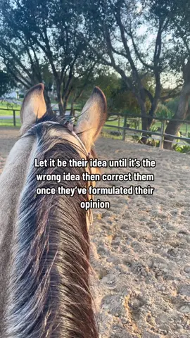 #horse #barrelhorse #horsegirl