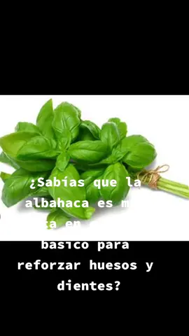 Si deseas aprender como usar las plantas medicinales para curar y prevenir enfermedades inscríbete a nuestro curso Online #plantasmedicinales #albahaca #gases #parasitosintestinales #parasitos #calcio #antiflamatorionatural #cicatrices #heridas #hierro 