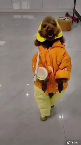 Chú chó ăn xin #viral #keşfet #pets 