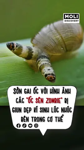 Có ai xem xong thấy sợ không? #LearnOnTikTok #hoccungtiktok  #Leucochloridiumparadoxum #zombiesnail #kysinhtrung #dongvat #molidiscovery #moligroup