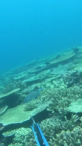Not an ideal tangle up situation #fyp #spearfishing #fishing 
