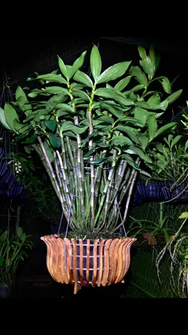 Nàng kiều nặng kí lại bắt đầu cho một mùa hoa mới #yeuhoalan #xuhuong #fpy 